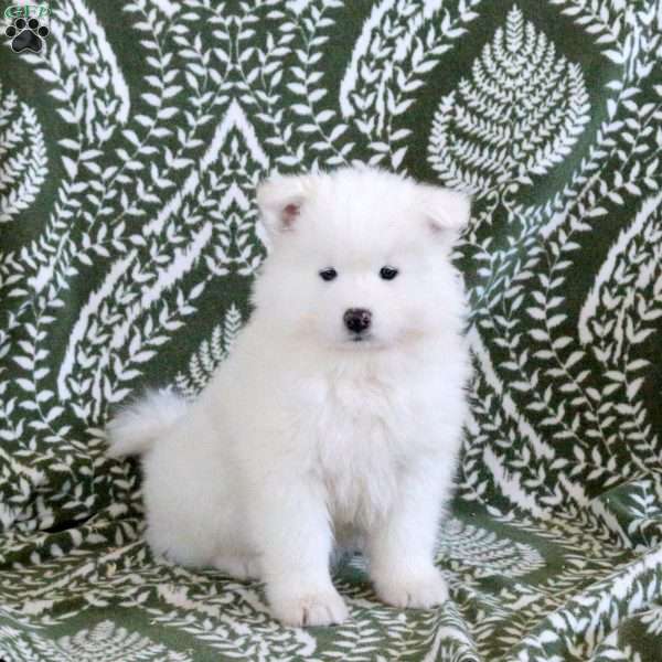 Scottie, Samoyed Puppy