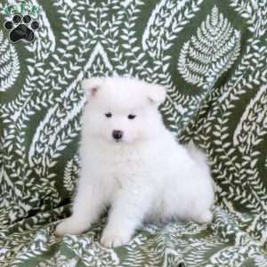 Scottie, Samoyed Puppy