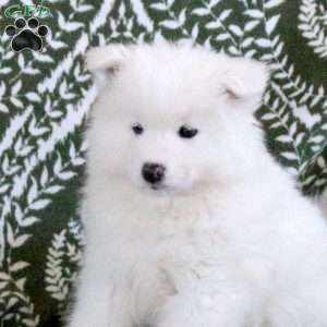 Scottie, Samoyed Puppy