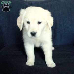 Scout, English Cream Golden Retriever Puppy
