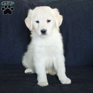 Scout, English Cream Golden Retriever Puppy