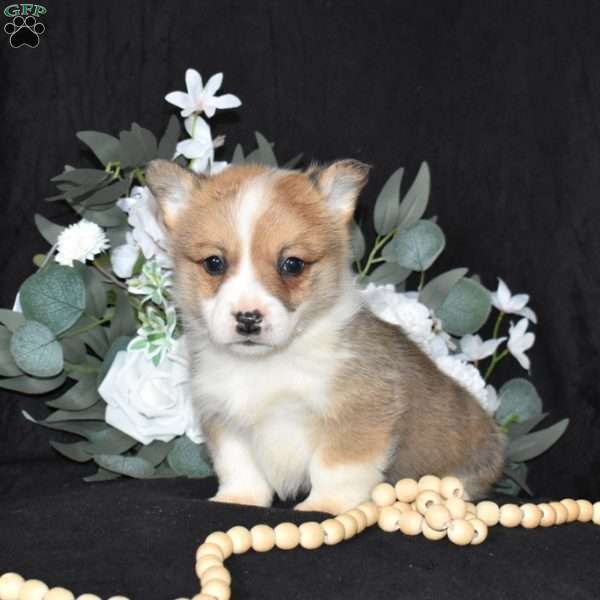 Scout, Pembroke Welsh Corgi Puppy