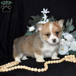 Scout, Pembroke Welsh Corgi Puppy