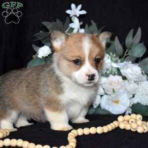 Scout, Pembroke Welsh Corgi Puppy