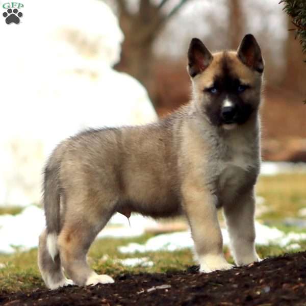 Scout, Akita Mix Puppy