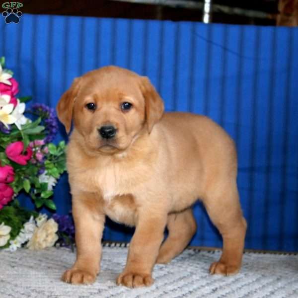 Scout, Fox Red Labrador Retriever Puppy