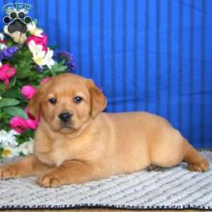 Scout, Fox Red Labrador Retriever Puppy
