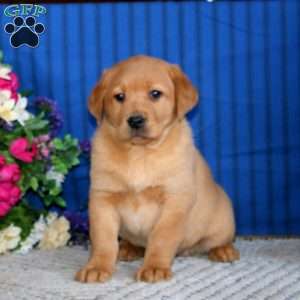 Scout, Fox Red Labrador Retriever Puppy