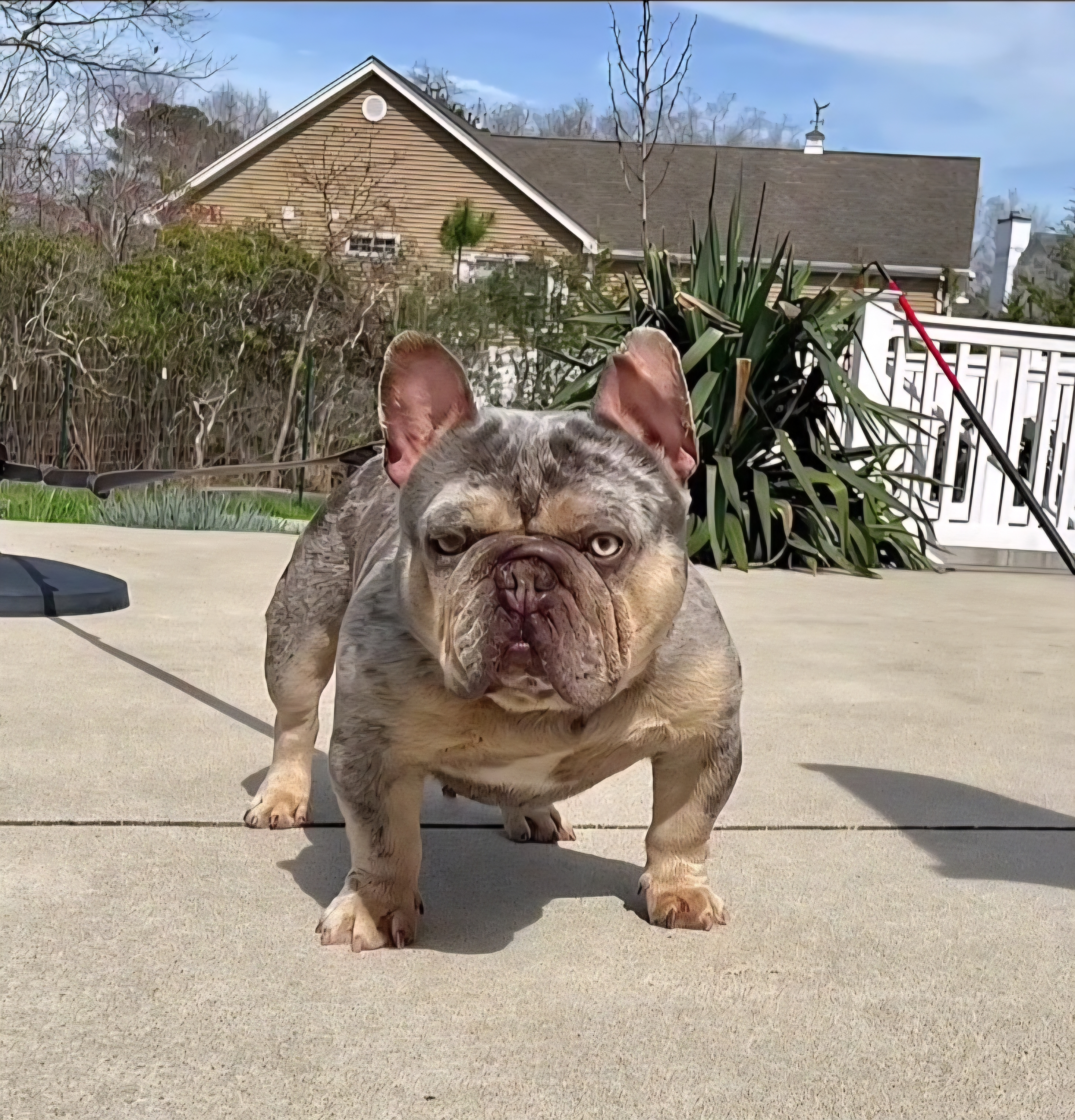 Big Mama - French Bulldog Puppy For Sale in New Jersey