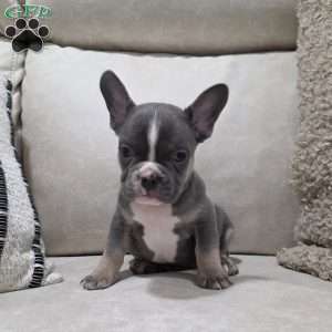 Frankie, French Bulldog Puppy