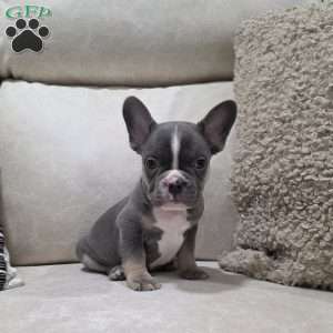 Frankie, French Bulldog Puppy