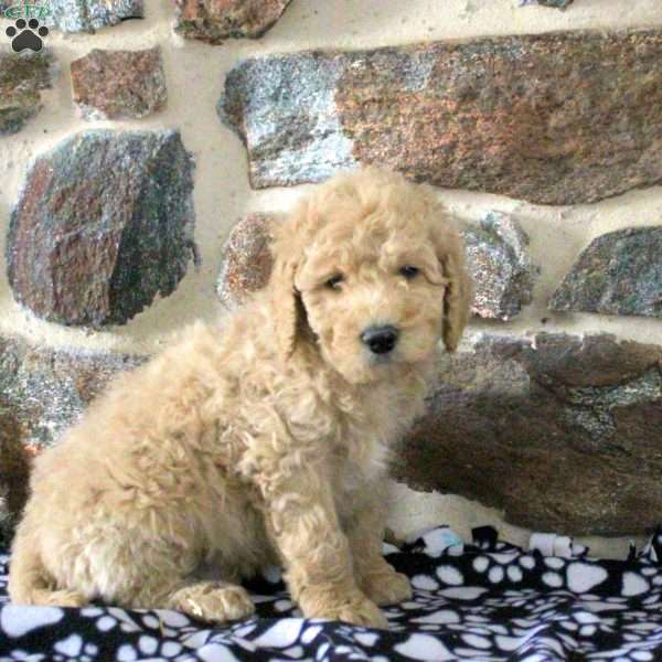 Sean, Goldendoodle Puppy
