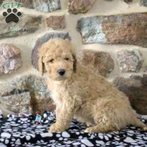 Sean, Goldendoodle Puppy