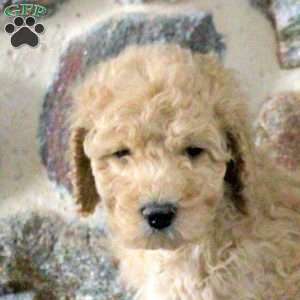 Sean, Goldendoodle Puppy