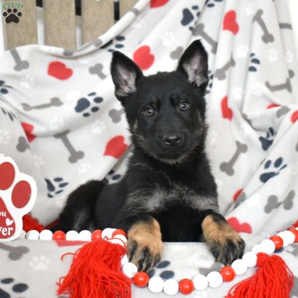 Serena, German Shepherd Puppy