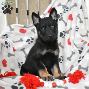 Serena, German Shepherd Puppy