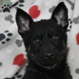Serena, German Shepherd Puppy