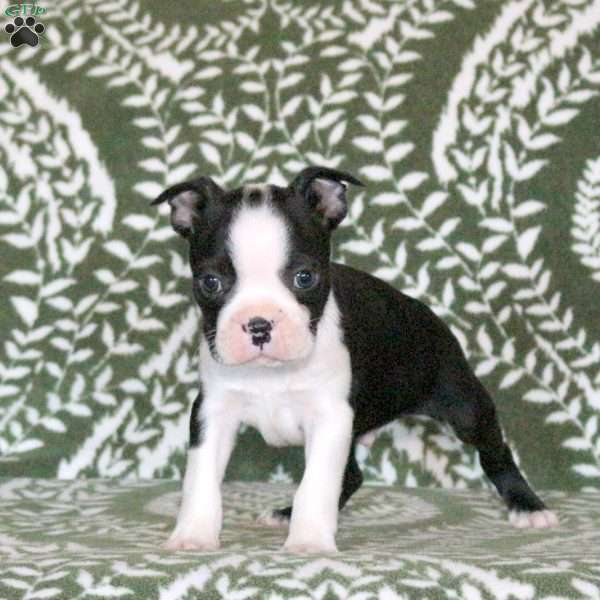 Shadow, Boston Terrier Puppy