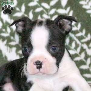 Shadow, Boston Terrier Puppy