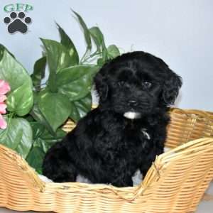 Shadow, Mini Bernedoodle Puppy