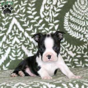 Shadow, Boston Terrier Puppy