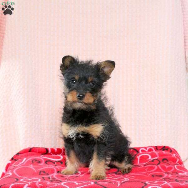 Shaggy, Miniature Poodle Mix Puppy