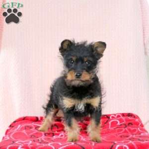 Shaggy, Miniature Poodle Mix Puppy