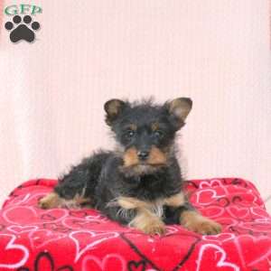 Shaggy, Miniature Poodle Mix Puppy