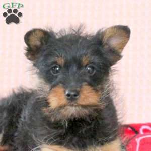 Shaggy, Miniature Poodle Mix Puppy