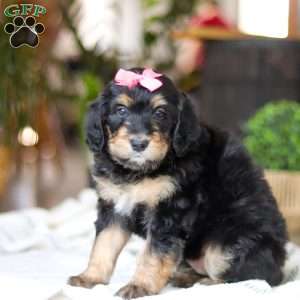 Shamrock, Bernedoodle Puppy