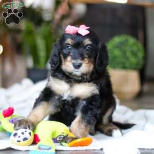 Shamrock, Bernedoodle Puppy