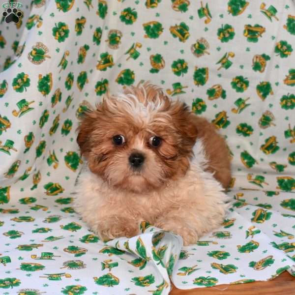 Shamrock, Shih Tzu Puppy