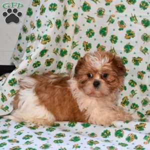 Shamrock, Shih Tzu Puppy
