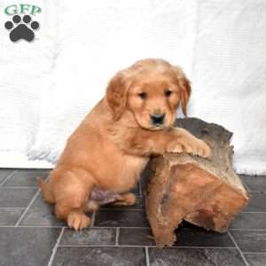 Shamrock, Golden Retriever Puppy