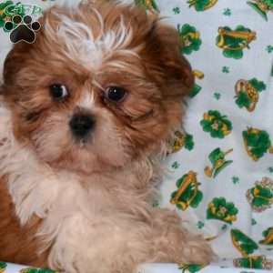 Shamrock, Shih Tzu Puppy