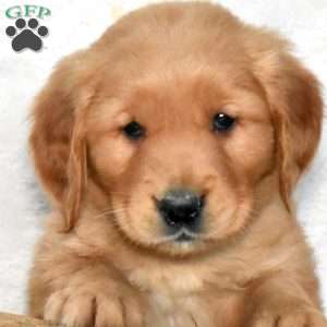 Shamrock, Golden Retriever Puppy