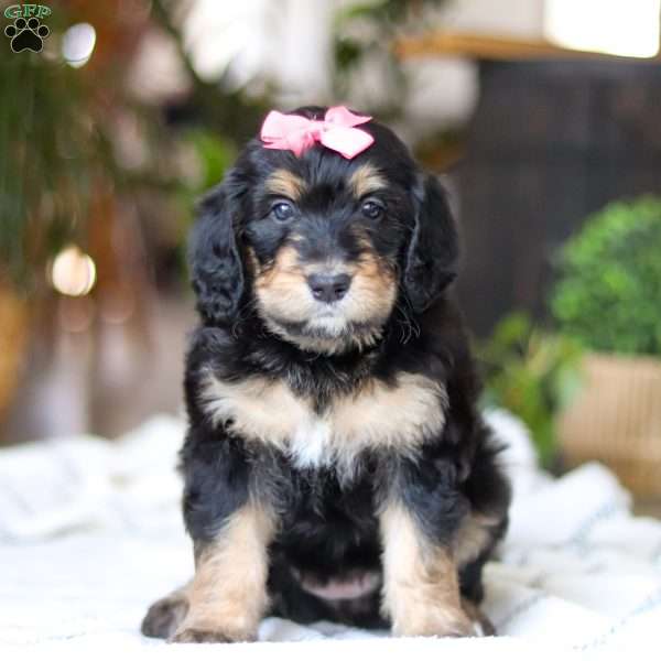 Shamrock, Bernedoodle Puppy