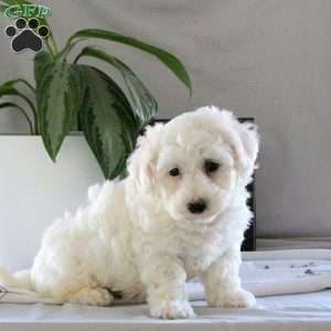 Shandy, Bichon Frise Puppy