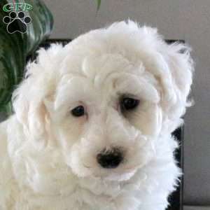 Shandy, Bichon Frise Puppy
