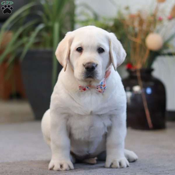 Sheila, Yellow Labrador Retriever Puppy
