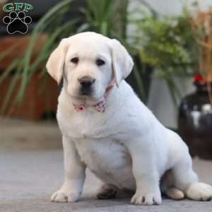Sheila, Yellow Labrador Retriever Puppy