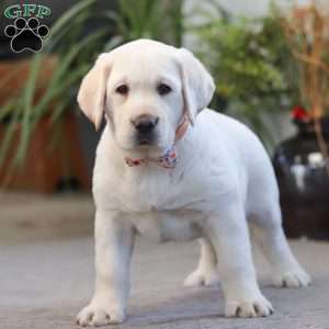 Sheila, Yellow Labrador Retriever Puppy