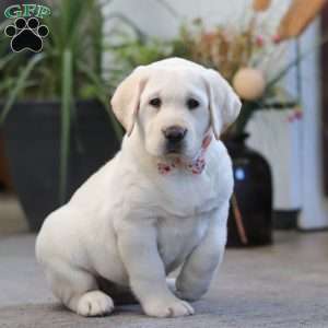 Sheila, Yellow Labrador Retriever Puppy