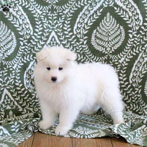 Shelby, Samoyed Puppy