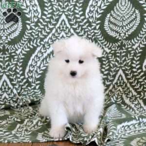 Shelby, Samoyed Puppy