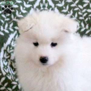 Shelby, Samoyed Puppy