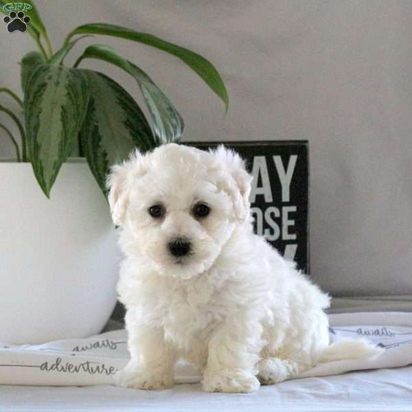 Sheldon, Bichon Frise Puppy