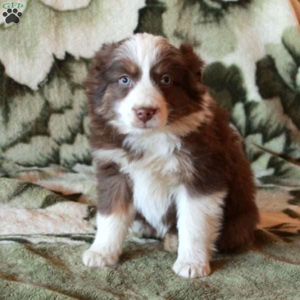 Sheldon, Australian Shepherd Puppy