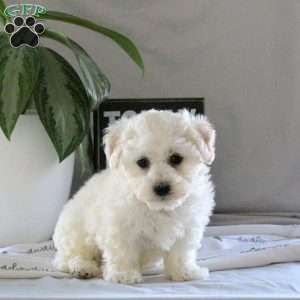 Sheldon, Bichon Frise Puppy