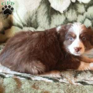 Sheldon, Australian Shepherd Puppy